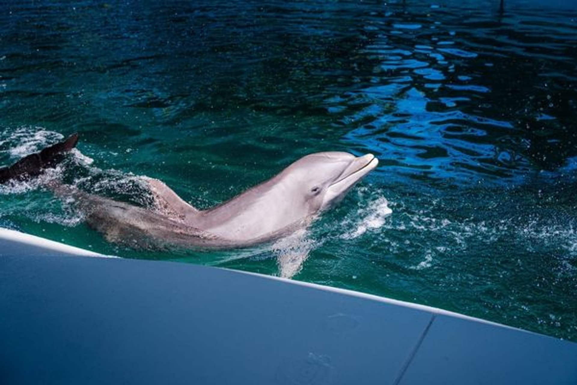 Dolphin in the water with body just above the surface