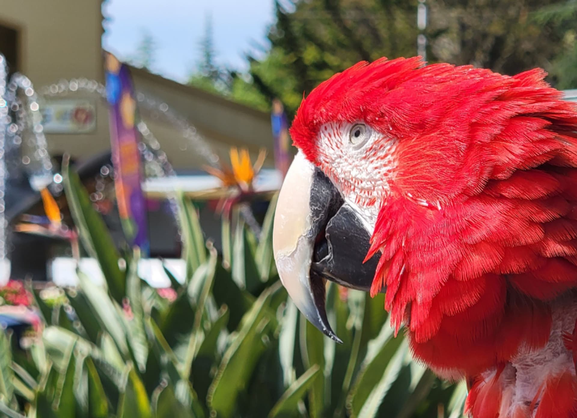 Lulu the bird