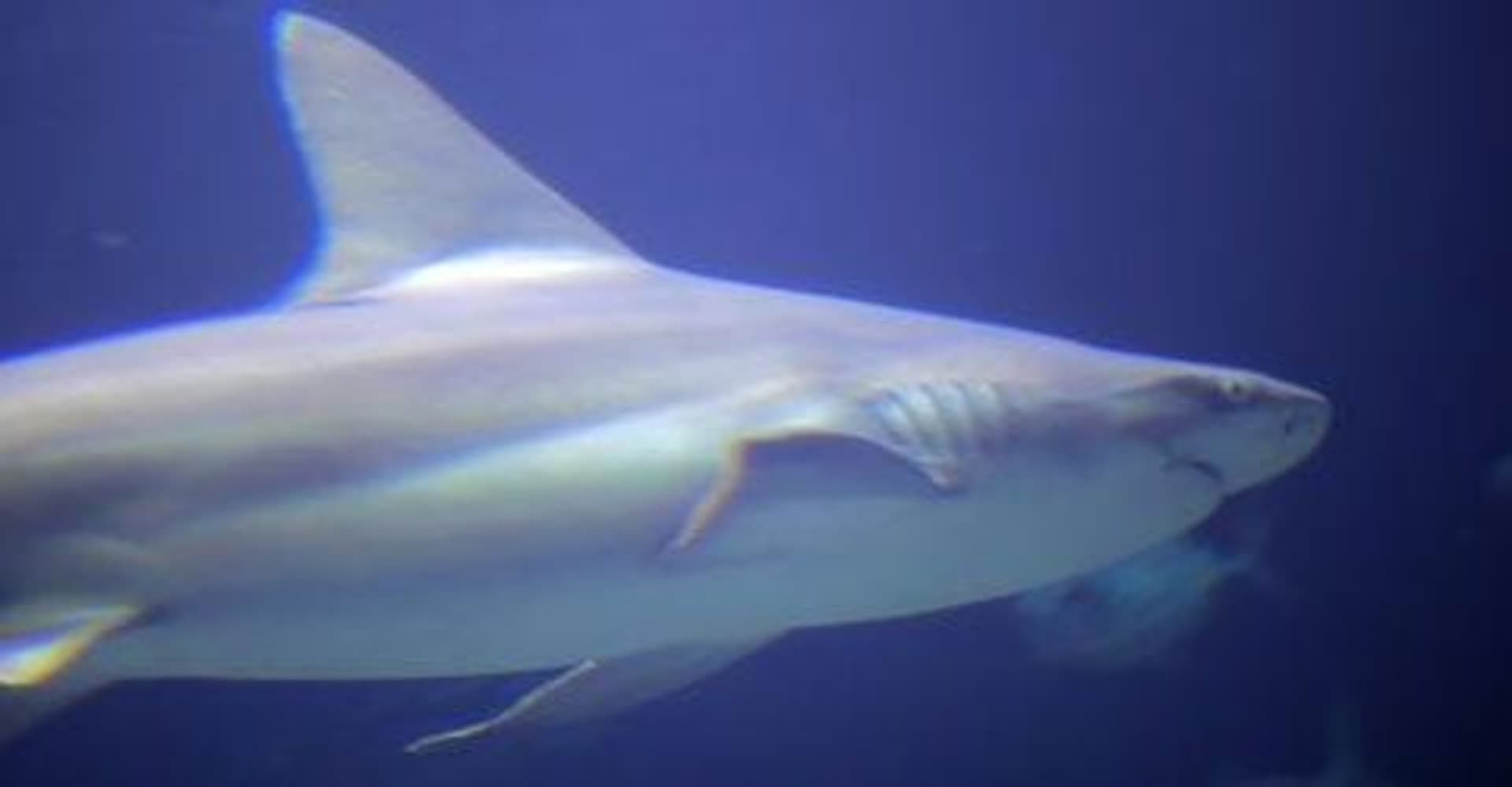 Shark
