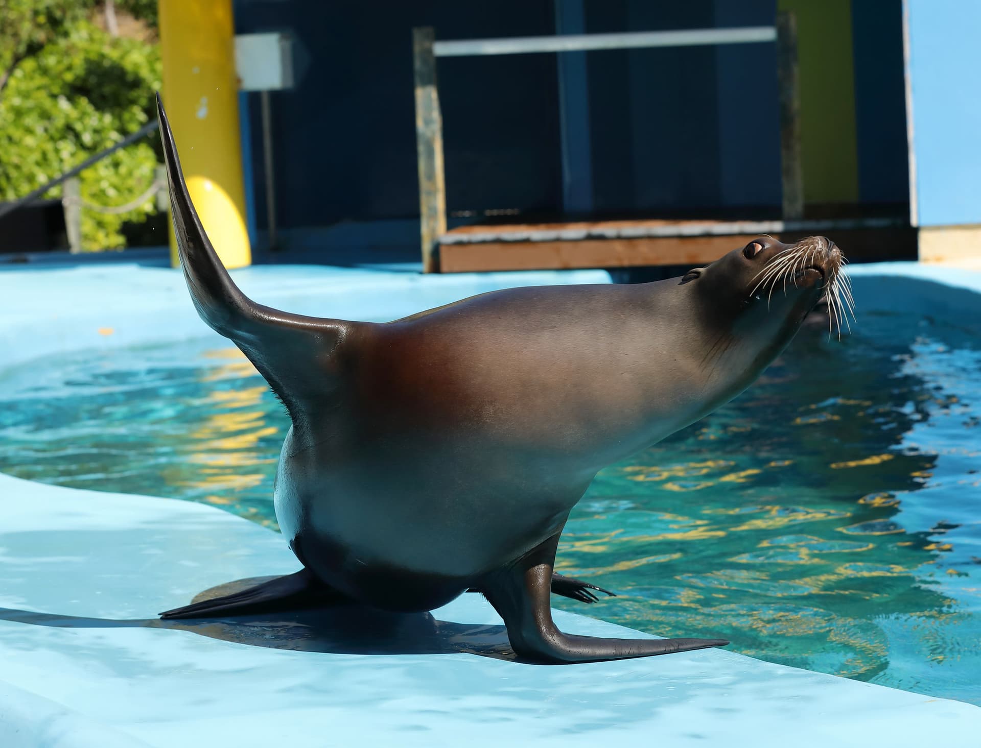 Seal at Six Flags Discovery Kingdom