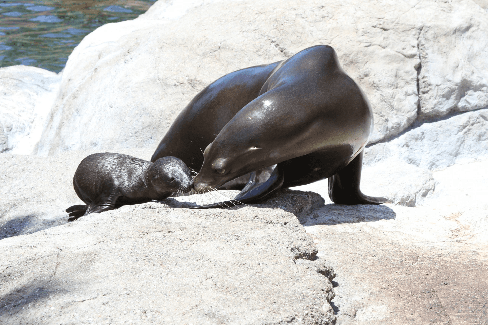 A mother seal taking care of her pup at Six Flags Discovery Kingdom Seal Cove.
