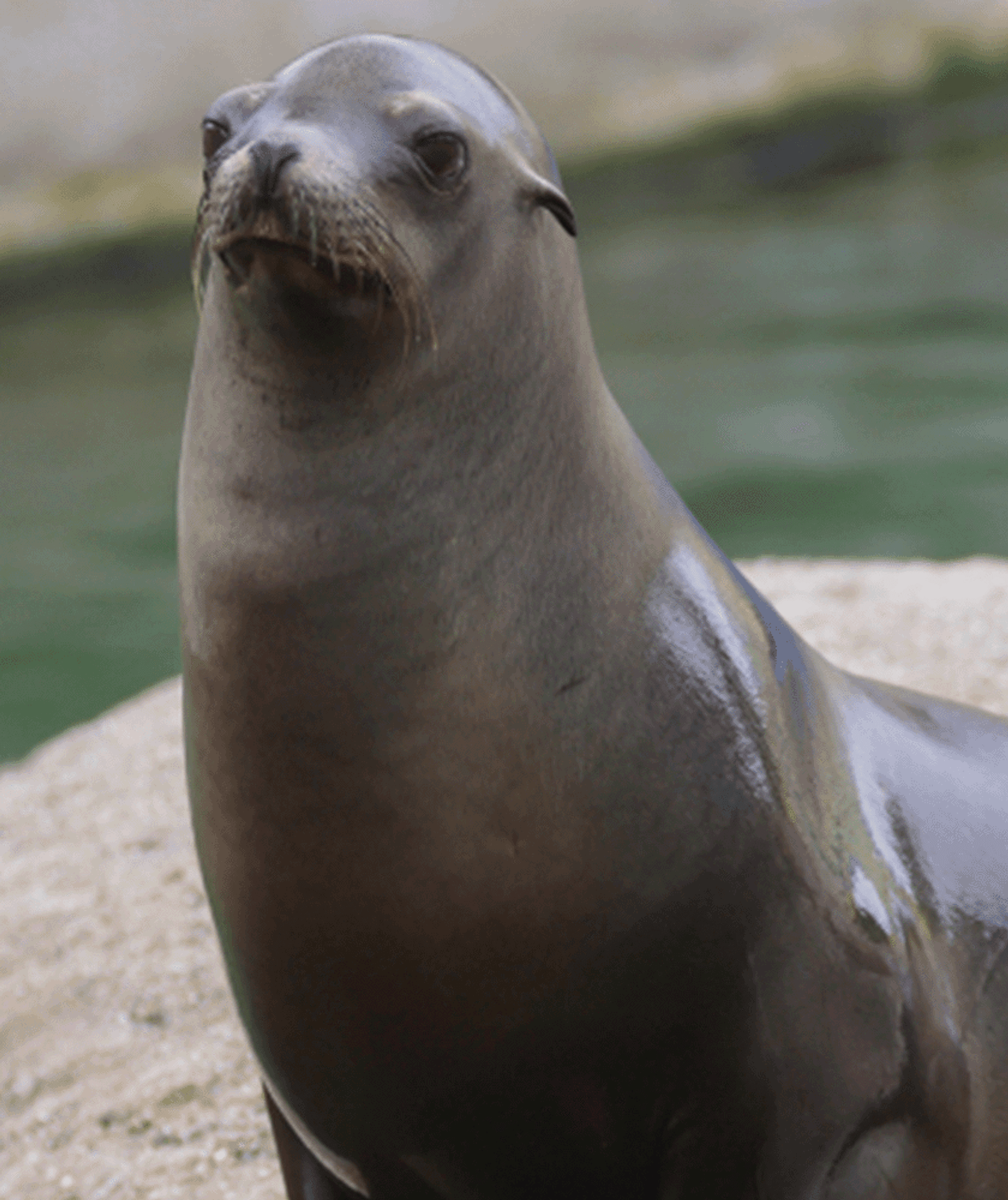 Seal