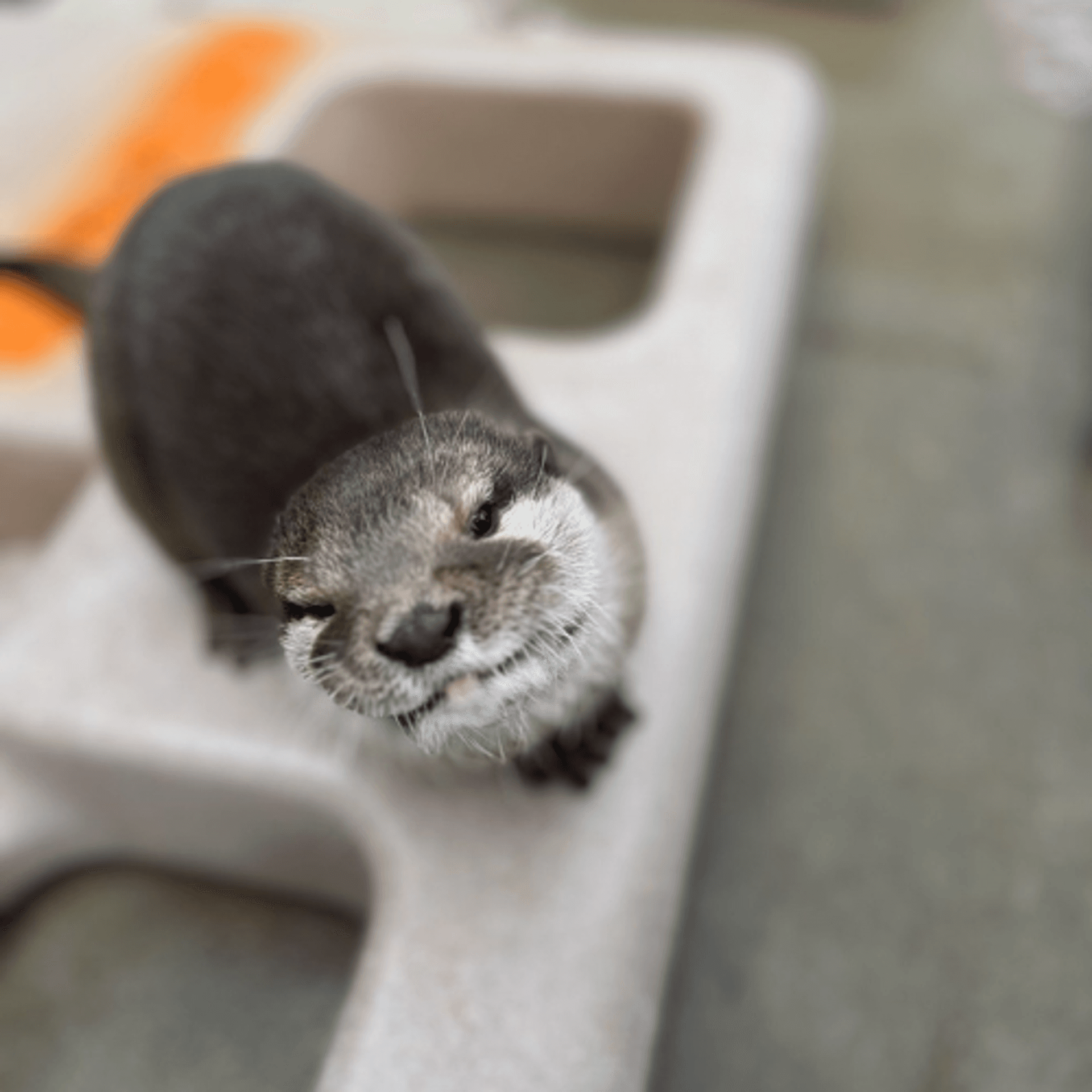 Pearl the otter
