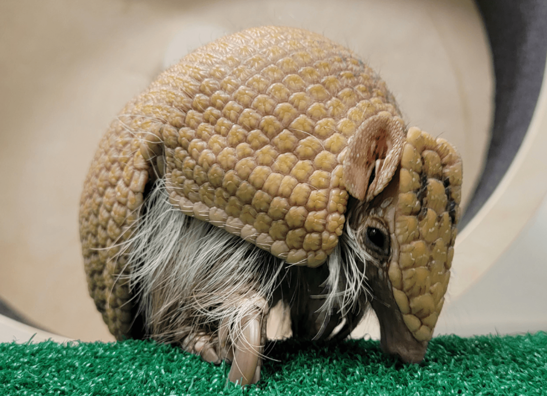 Armadillo