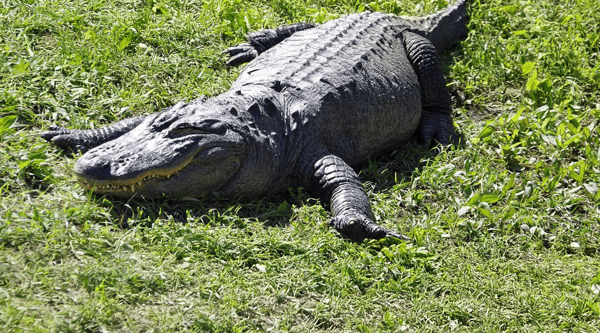 Alligator