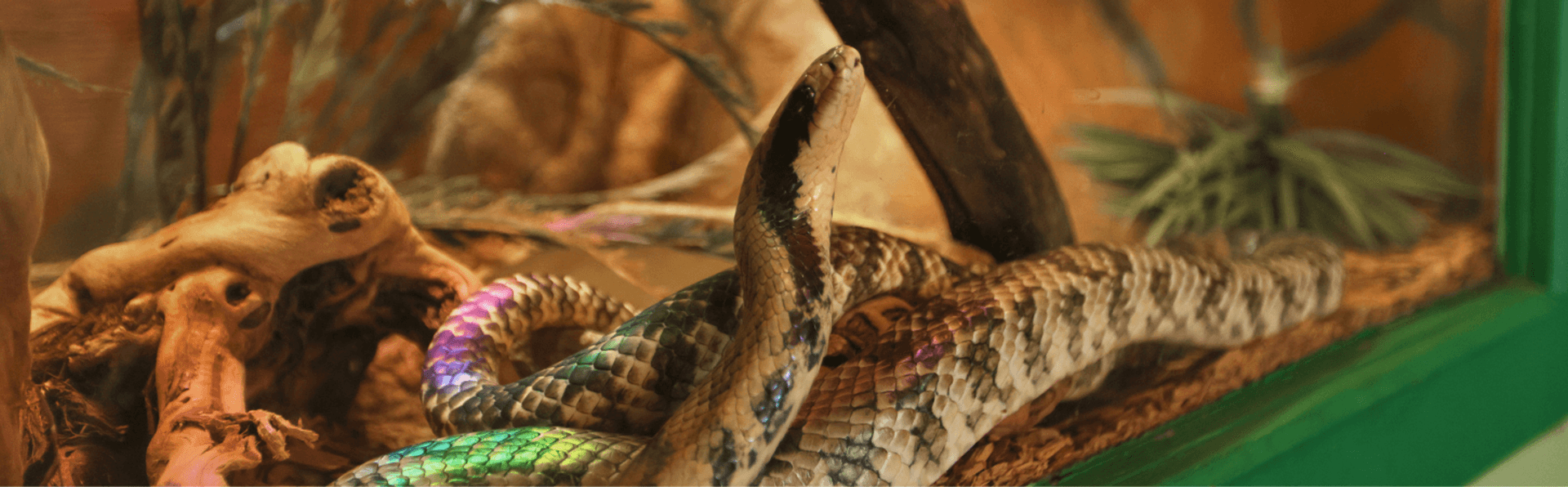 Reptile Discovery
