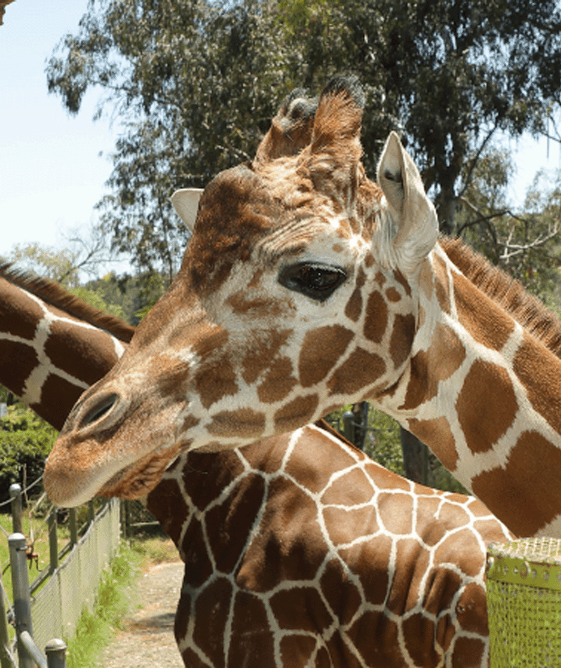 Two giraffes