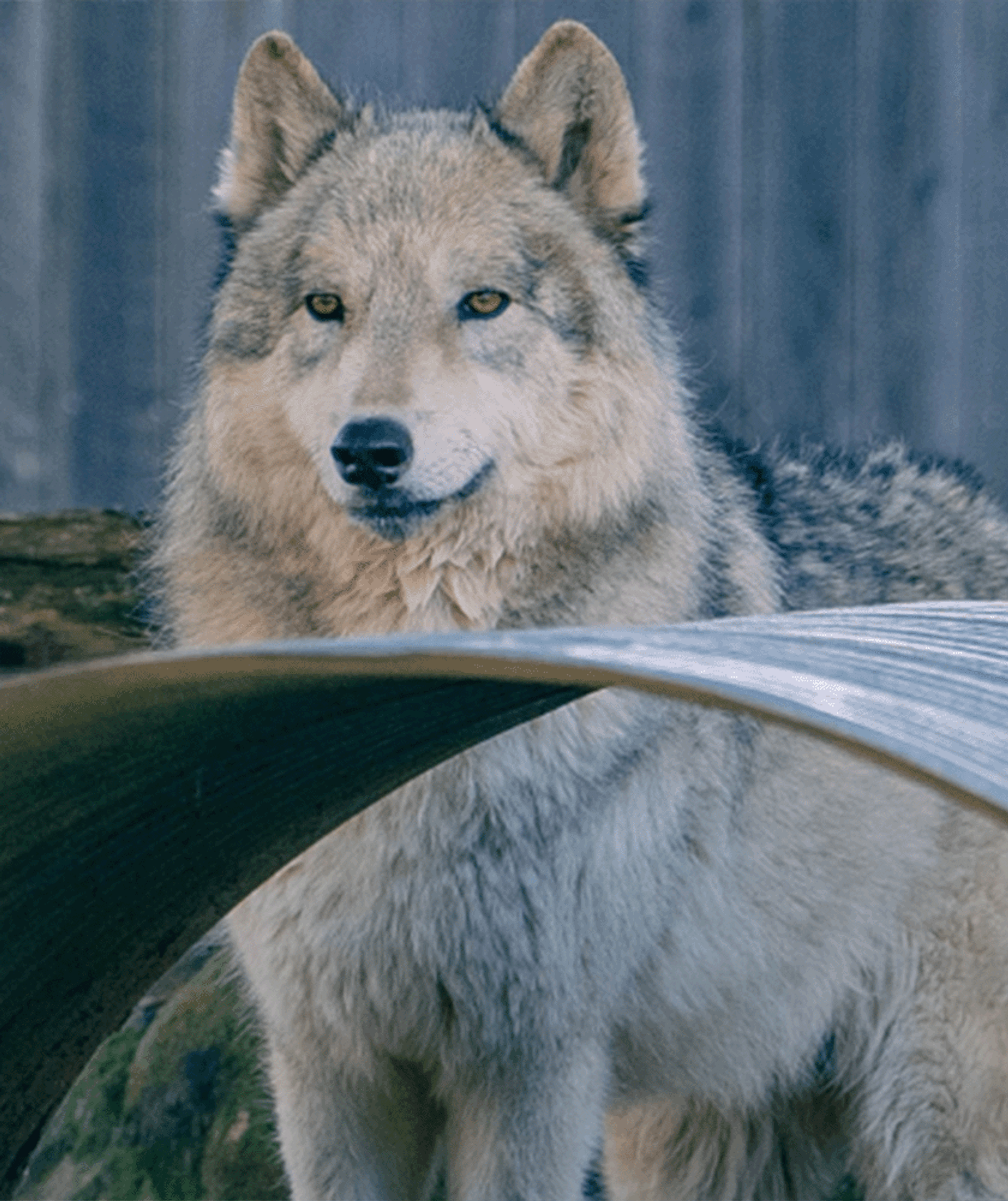 Wolf