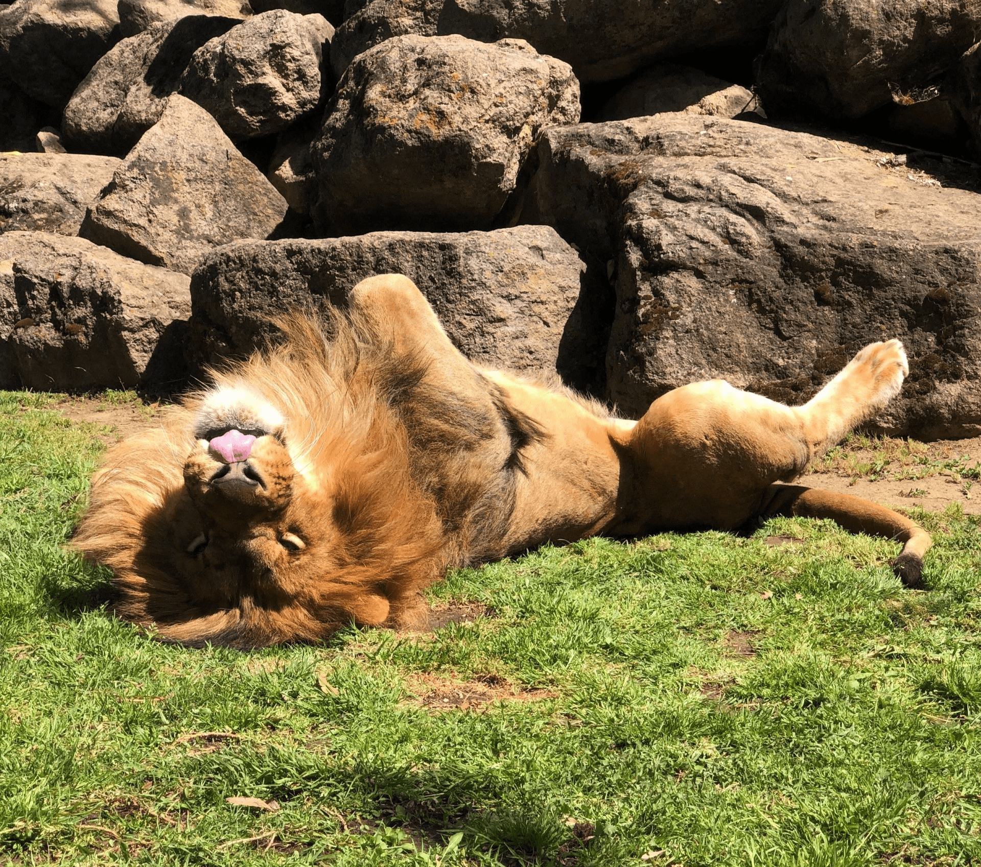 Cain the lion laying on his back enjoying the sun in Six Flags Discovery Kingdom's Lion's Lair. 