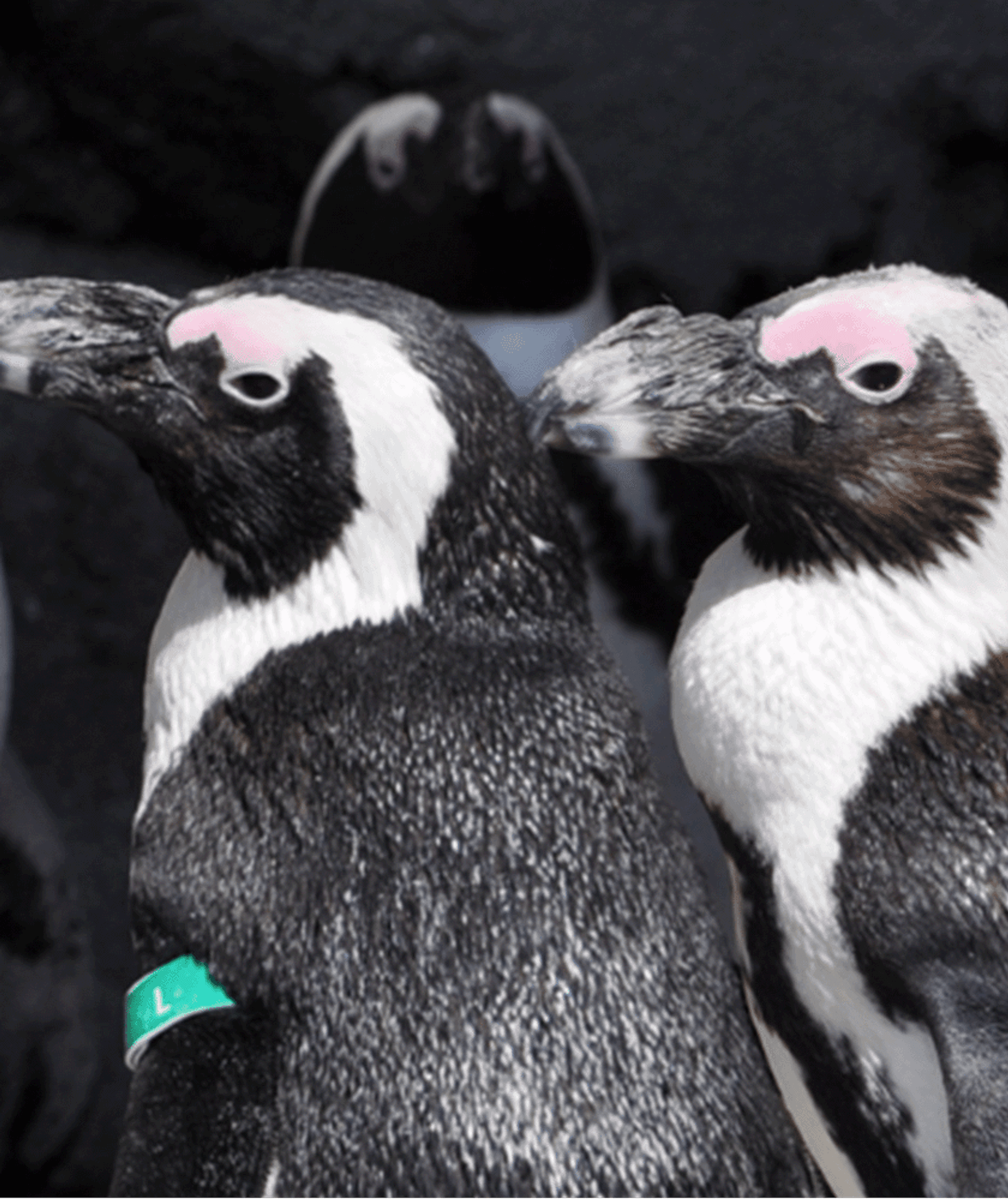 Penguins