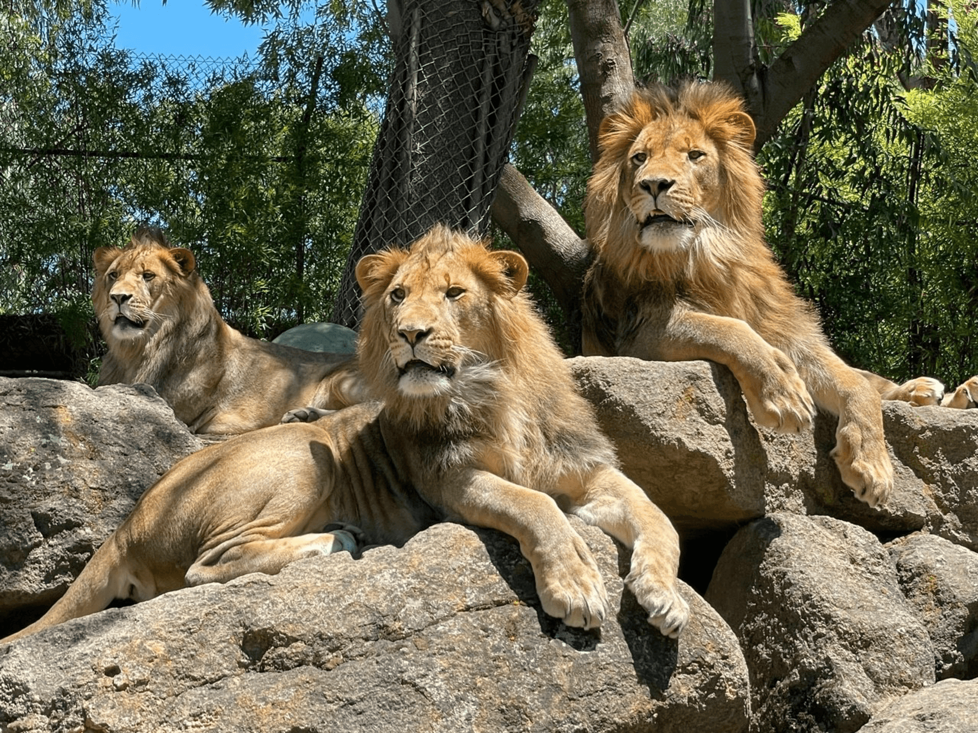 cain's