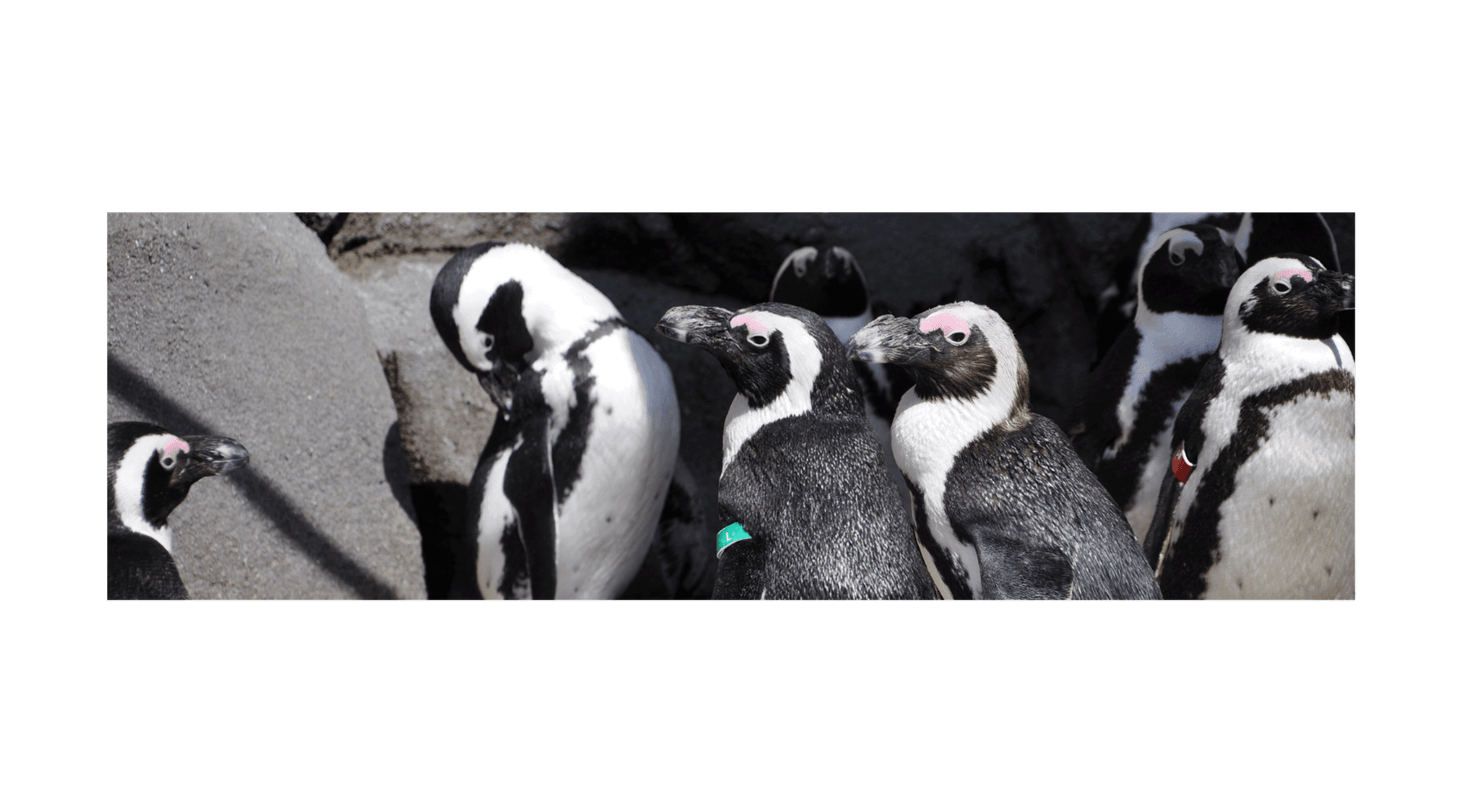 Penguin Passage