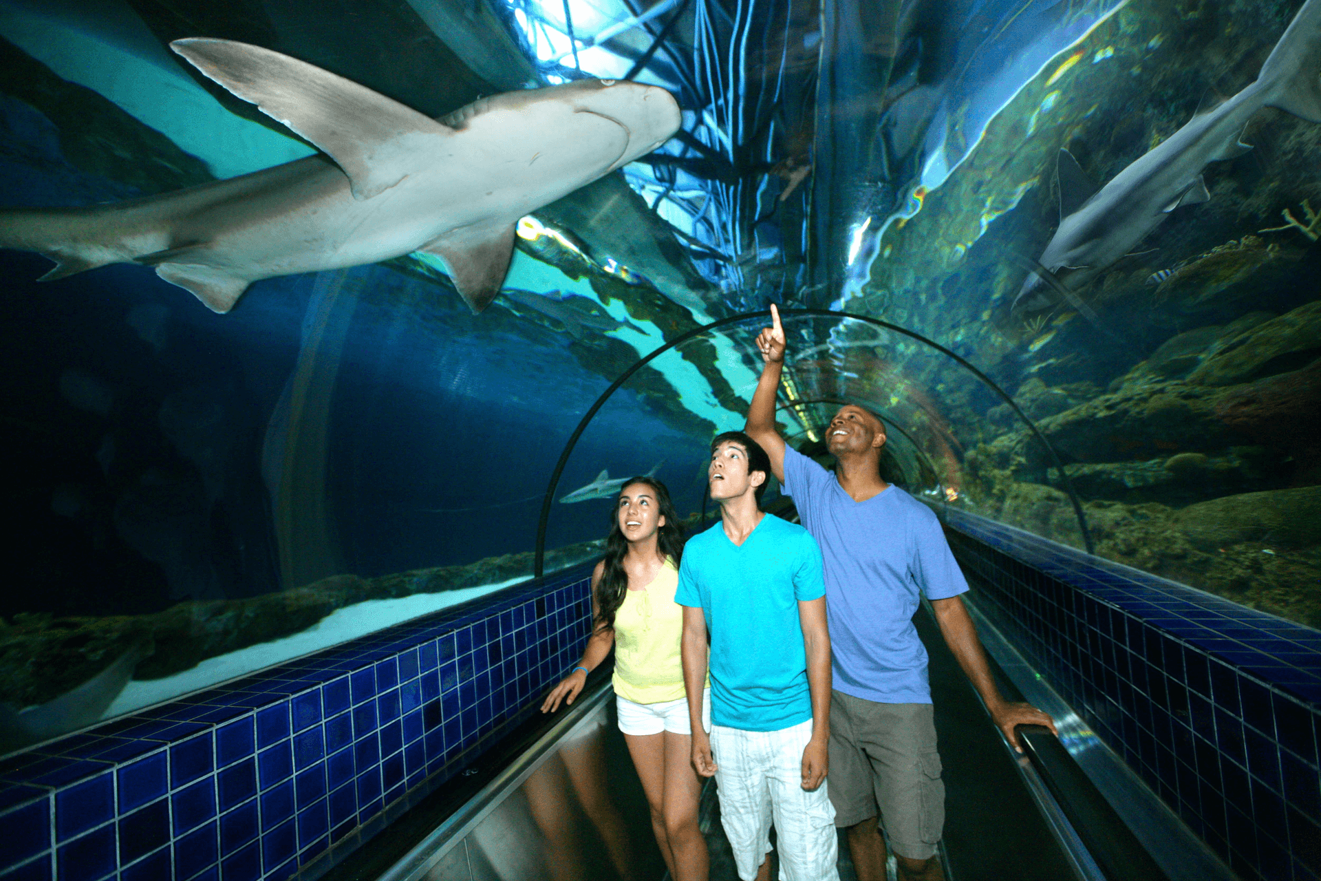Three visitors walking through the underwater tunnel at Six Flags Discovery Kingdom Shark Experience pointing at a sharks.
